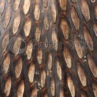 7.1.005
